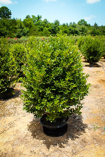 Holly Garden Tree Needlepoint Pillow