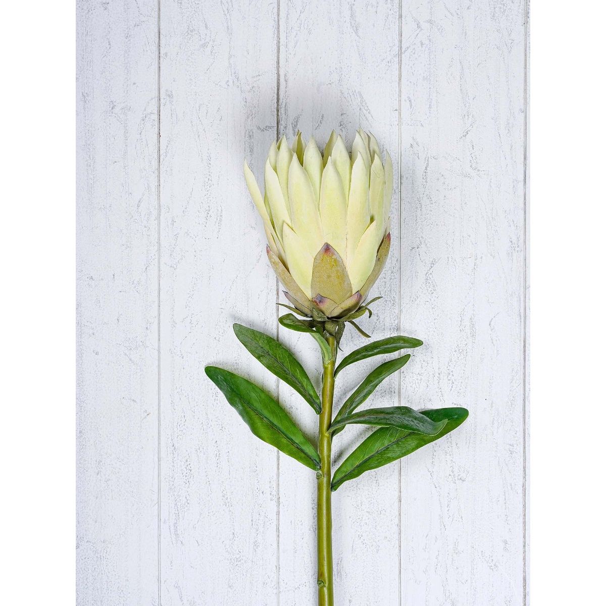 Natural Pale Protea Spray