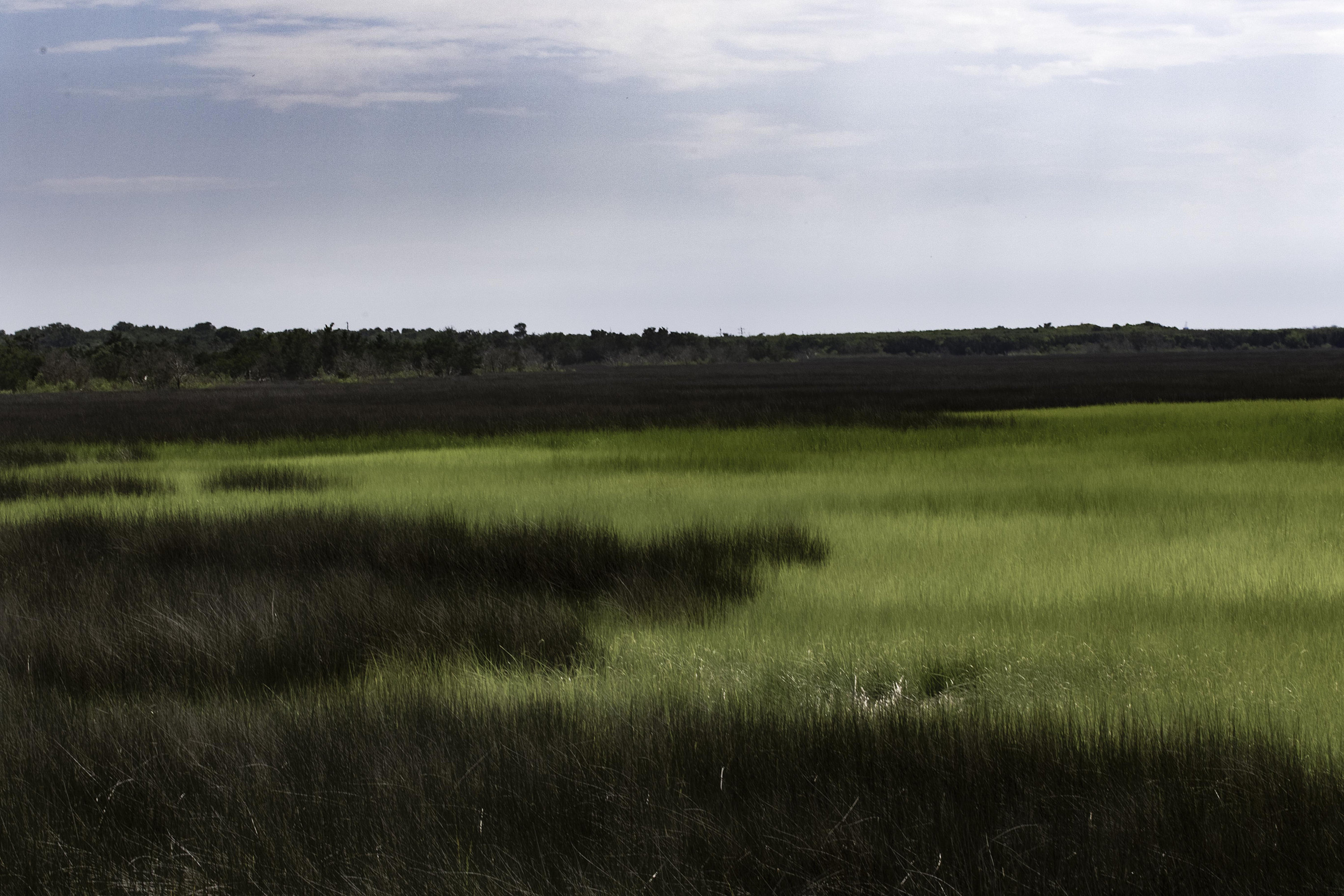 Salt Marsh Wall Art