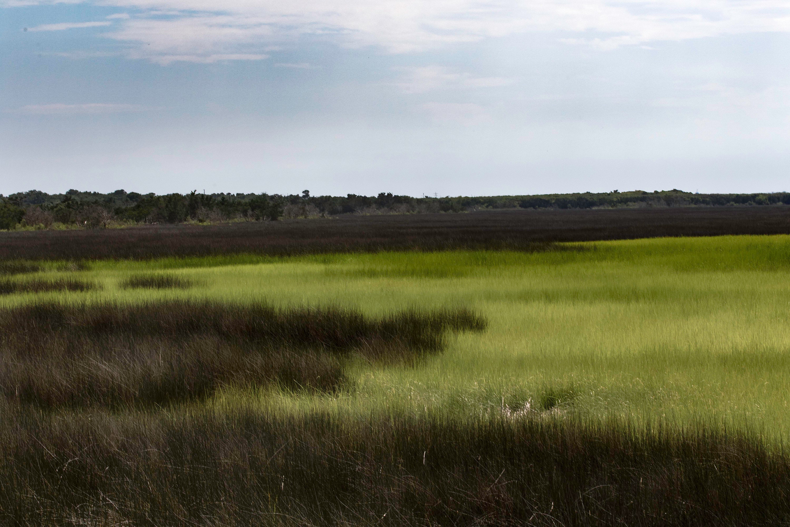 Salt Marsh Wall Art