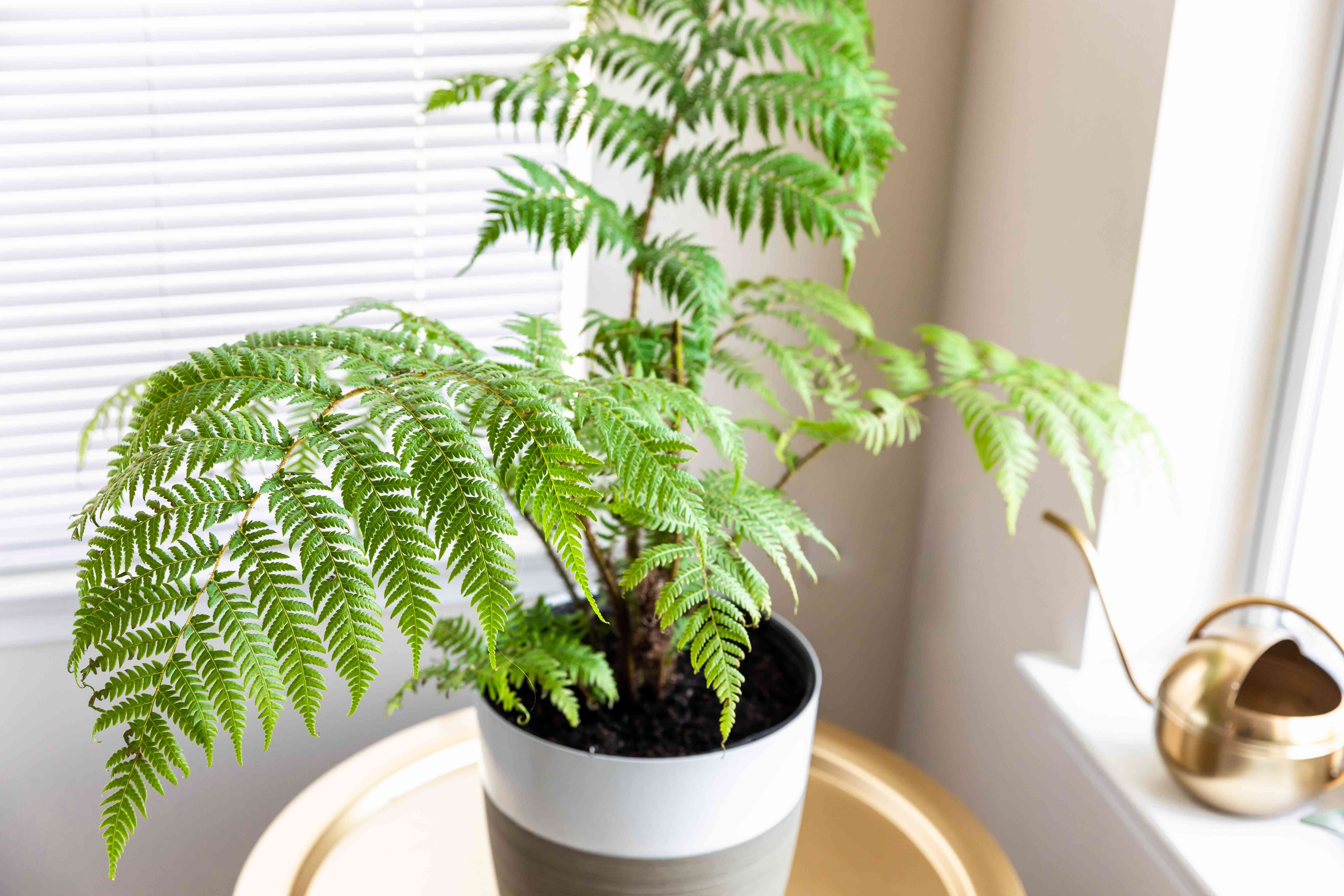 Fern Potted Plant