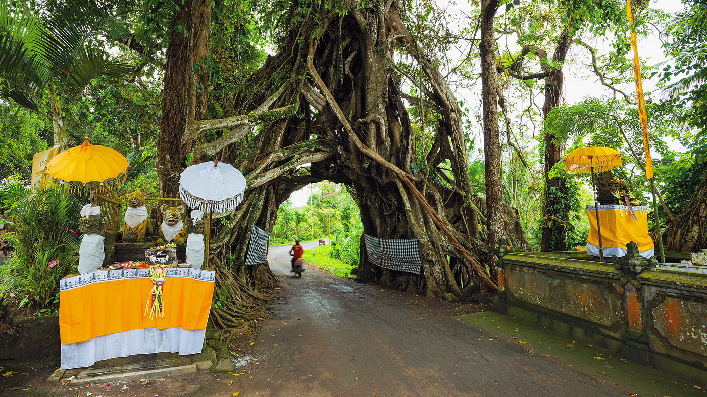 Wise Trees book cover with giant old tree with grass underneath and sun shining through the branches.
