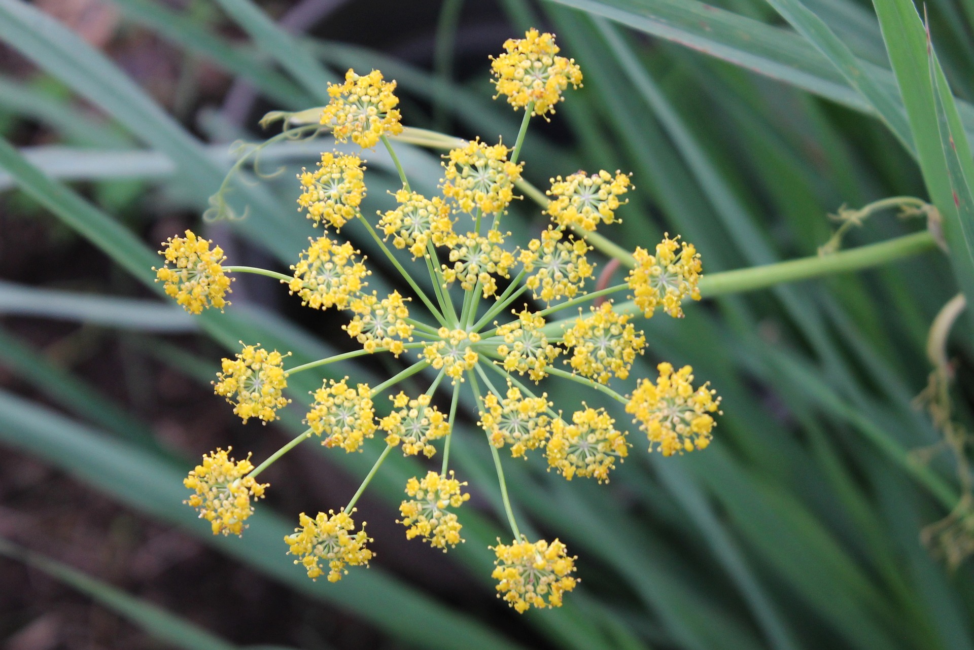 Fennel Planter