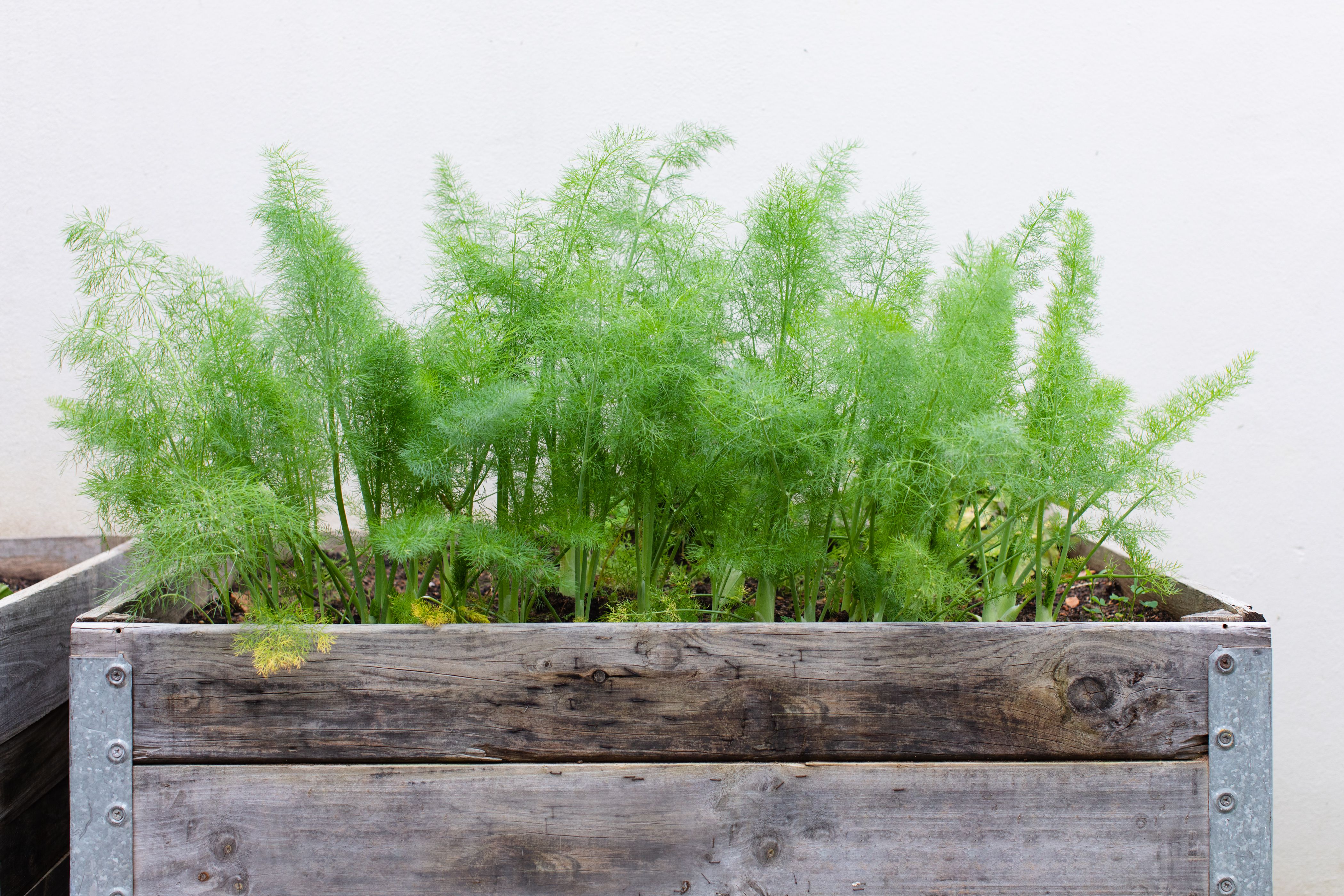 Fennel Planter
