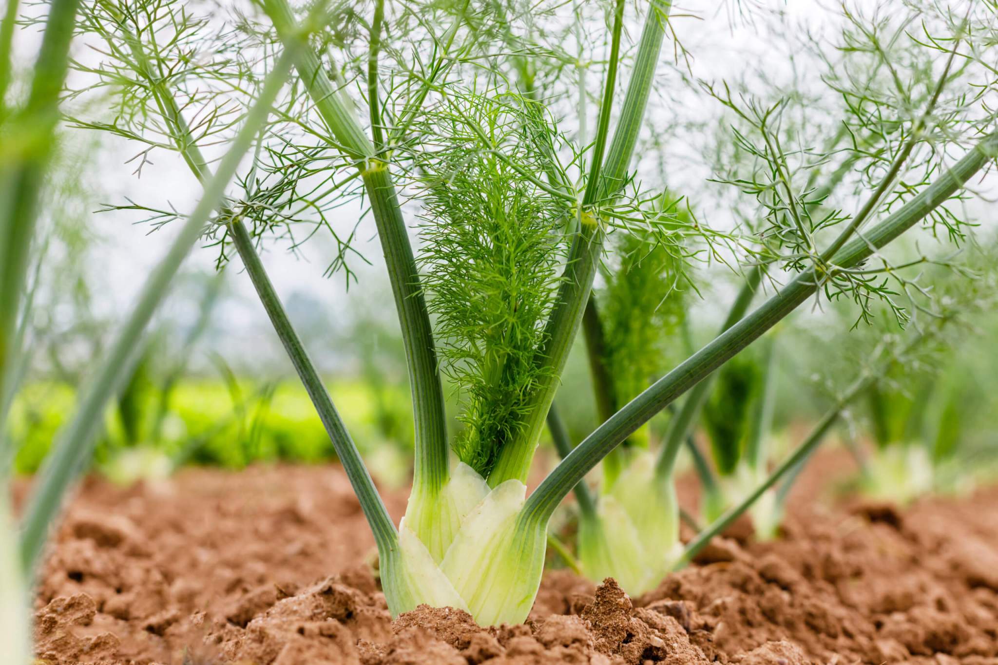 Fennel Planter