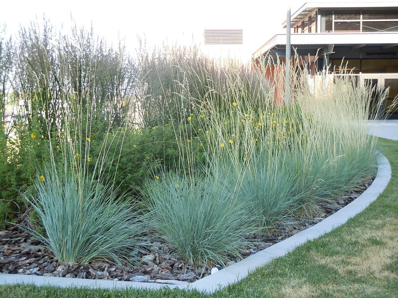 Blue Oat Grass faux plant. Realistic, this wispy blue oat grass is a natural touch.