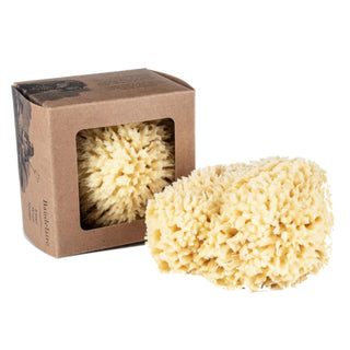 Wool Sponge Boxed - Large