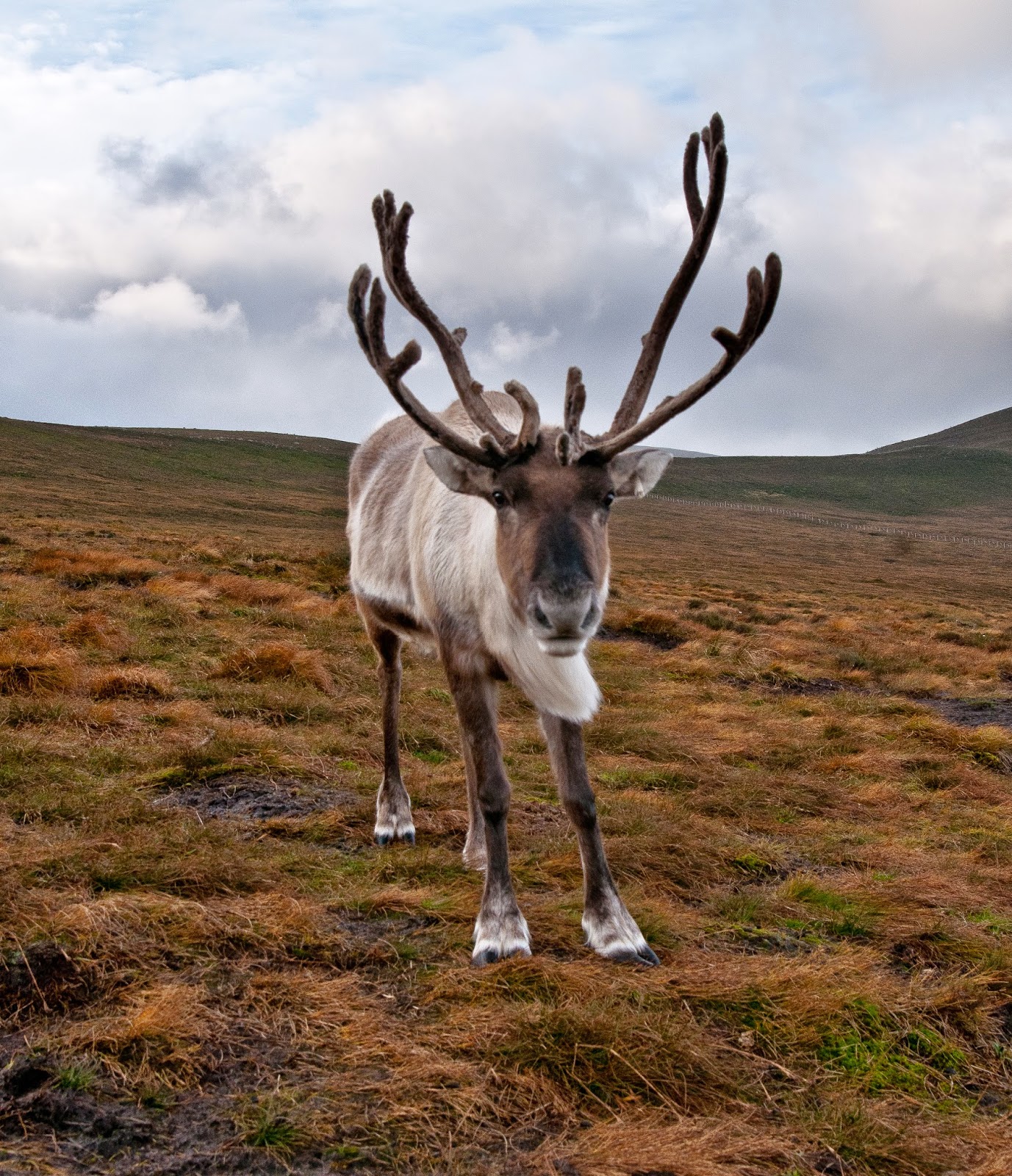 Vintage Art Collection: Reindeer